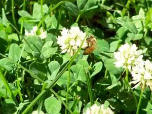 Bee on Clover